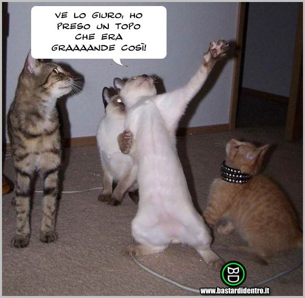 825-Gatto-pallista