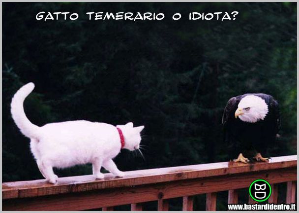 BD843-Gatto-temerario